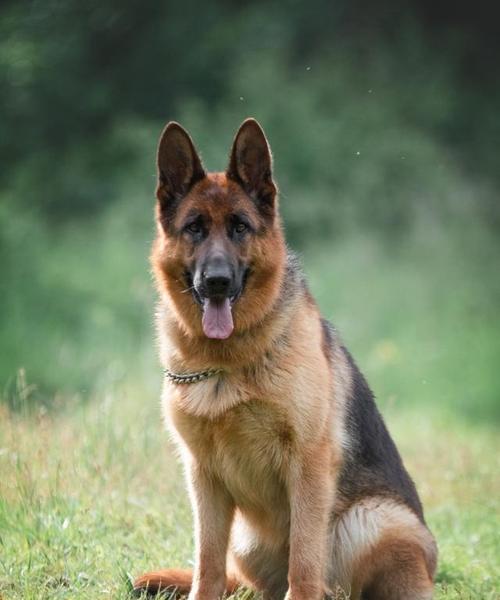 以搜救犬分哪些品种？（探究不同品种搜救犬的特点和用途）