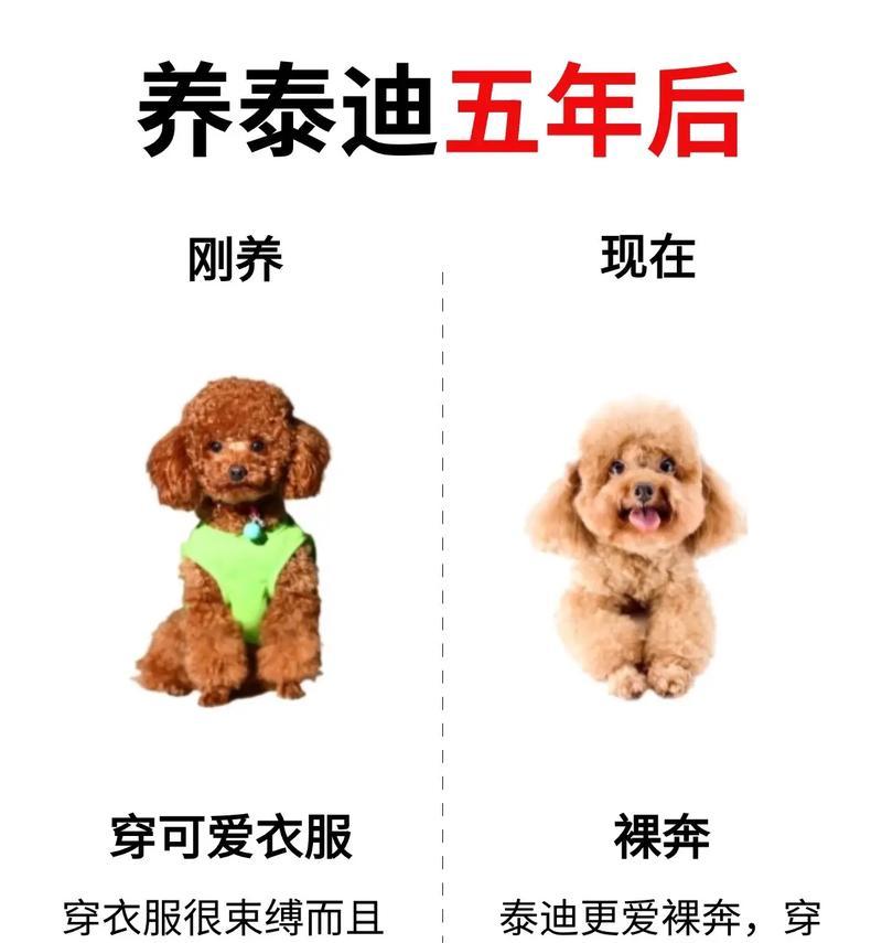 饲养泰迪犬的注意事项（养一只快乐、健康的泰迪犬，从这些方面入手！）