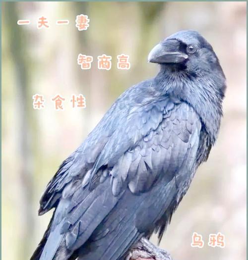 八哥的基础知识（探索八哥的种类、习性和饲养技巧）