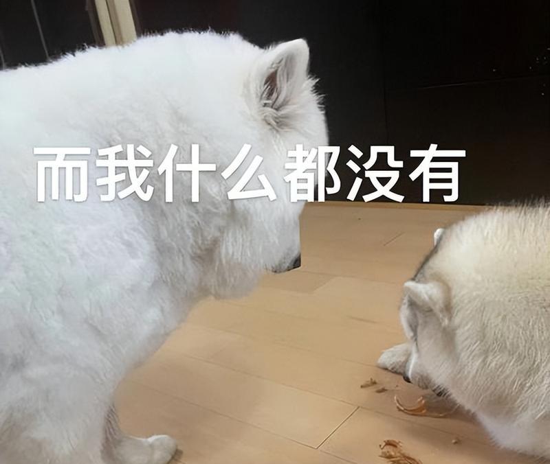 萨摩耶的优缺点及如何成为合格的铲屎官（了解萨摩耶的特点，为你的毛孩提供最佳照顾）