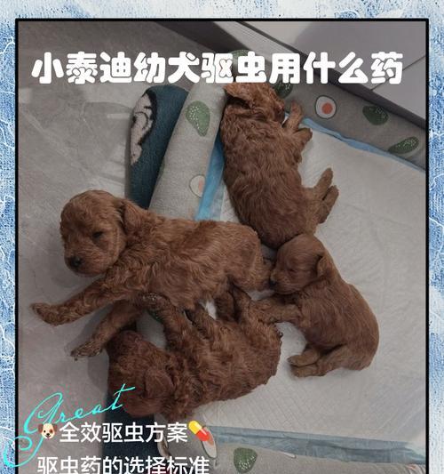 幼犬泰迪的饲养方式——健康成长的关键（以营养的补充为主，打造健康可爱的泰迪宝宝）