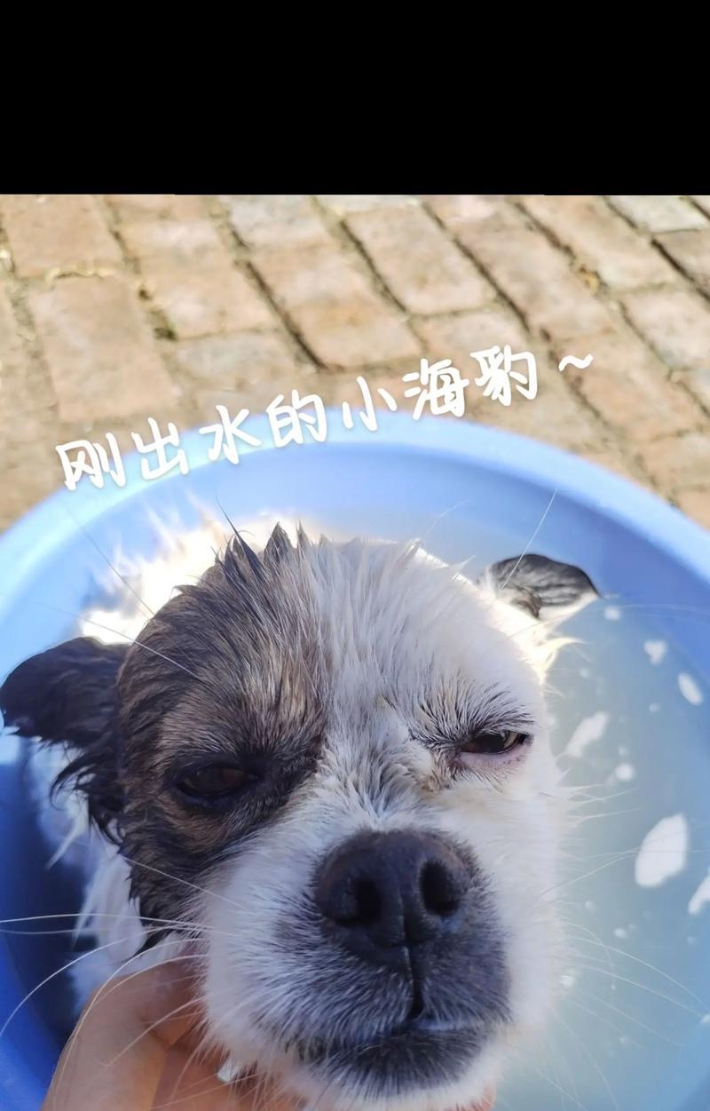小狗刚到家多久洗澡？（养狗新手必读，小狗洗澡的最佳时机和频率）