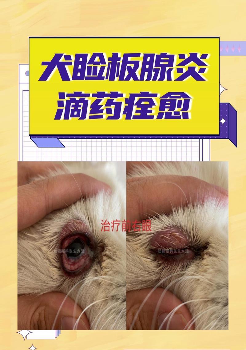 狗眼睛红肿的治疗周期及方法详解（科学护理眼部，让宠物犬眼睛恢复健康）