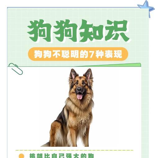 狗的聪明表现（探索狗的智慧及其表现）