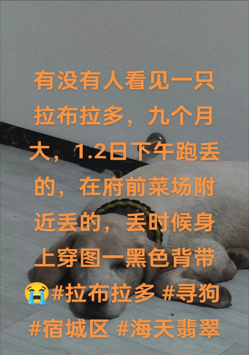 拉布拉多寿命之谜（揭秘拉布拉多寿命的关键因素及如何延长其寿命）