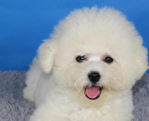 探索中小型犬的品种世界（了解不同中小型犬的特点与魅力，选择最适合你的伴侣）