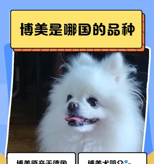 博美犬与银狐犬的区别（教你几招辨别这两种狗狗）