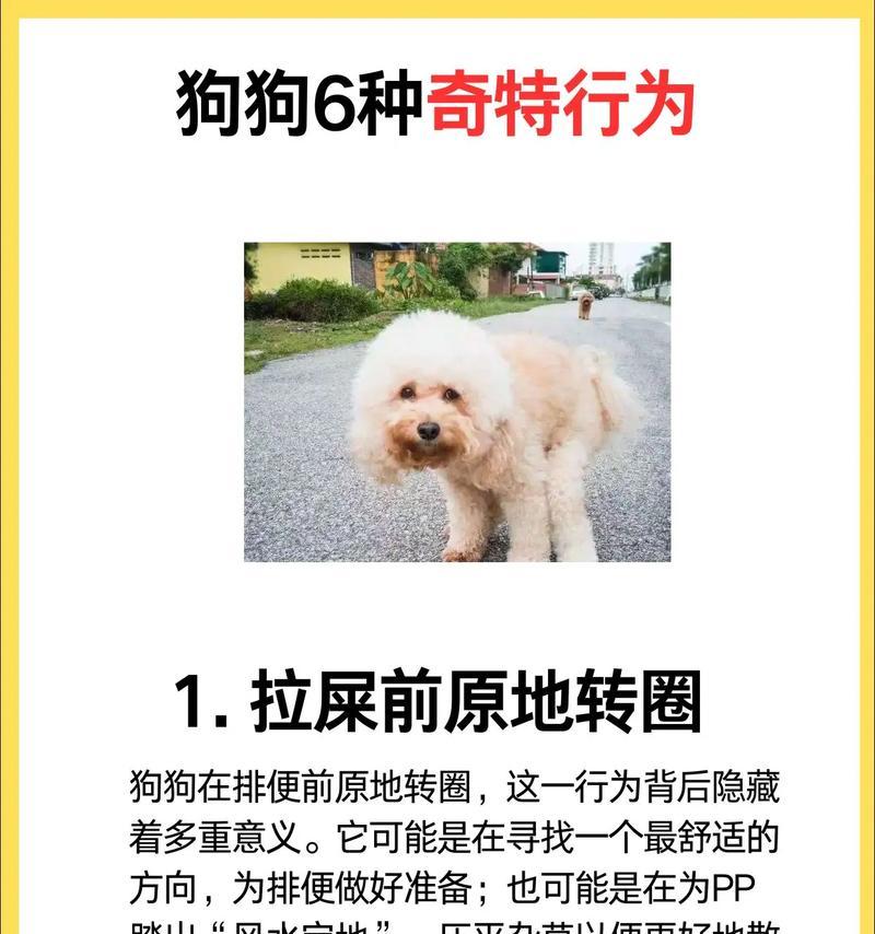 训练狗狗转圈的时间究竟需要多久？（探索训练狗狗转圈所需的时间，帮助您更好地理解训练过程。）