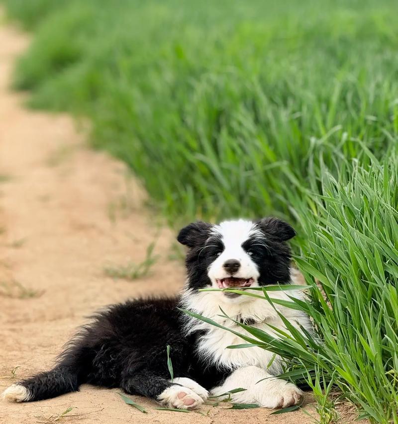 牧羊犬耳朵的定型过程（揭秘牧羊犬耳朵成型的时长及原因）