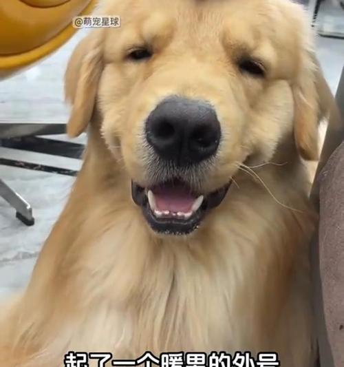 金毛寻回犬（了解金毛寻回犬的特点与魅力，选择最适合自己的宠物伙伴）