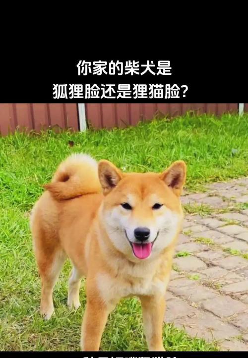 品相好的柴犬——追求完美外貌的选择（耳朵大是优点还是缺点？如何评判品相好的柴犬？）