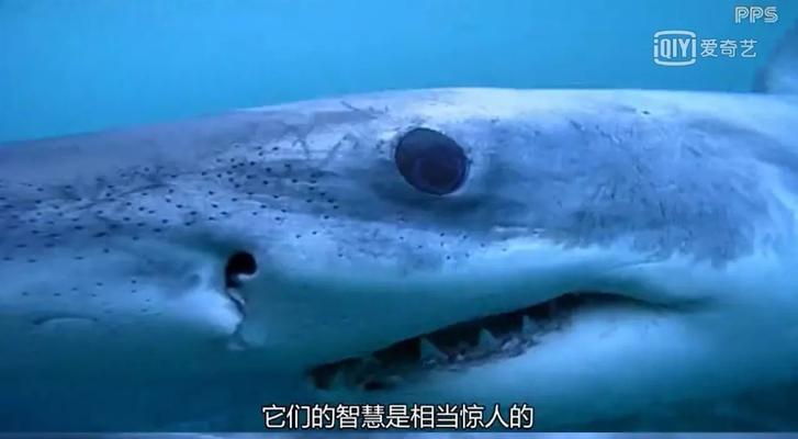 长颈鹿，谁说你是哑巴？（揭开谜底，长颈鹿的声音来自何方？）