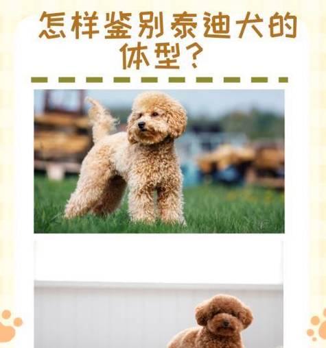 泰迪犬价格及影响因素解析（一只泰迪犬的价格是由哪些因素决定的？）