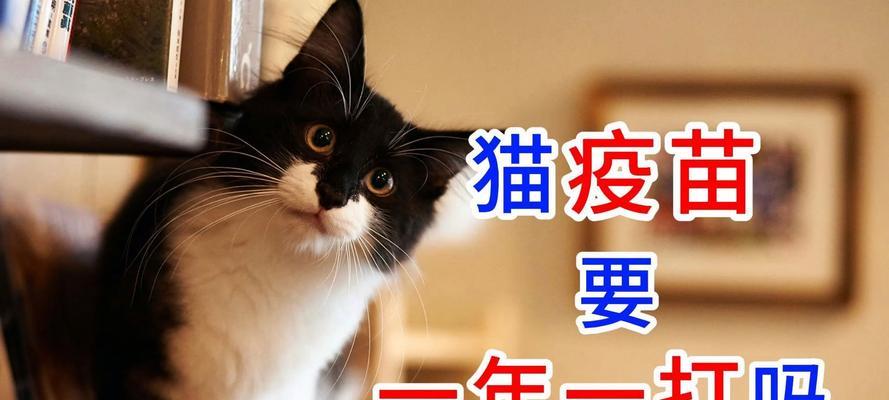 猫咪接种疫苗后合适的配种时间（了解猫咪接种疫苗后的繁殖时间表）