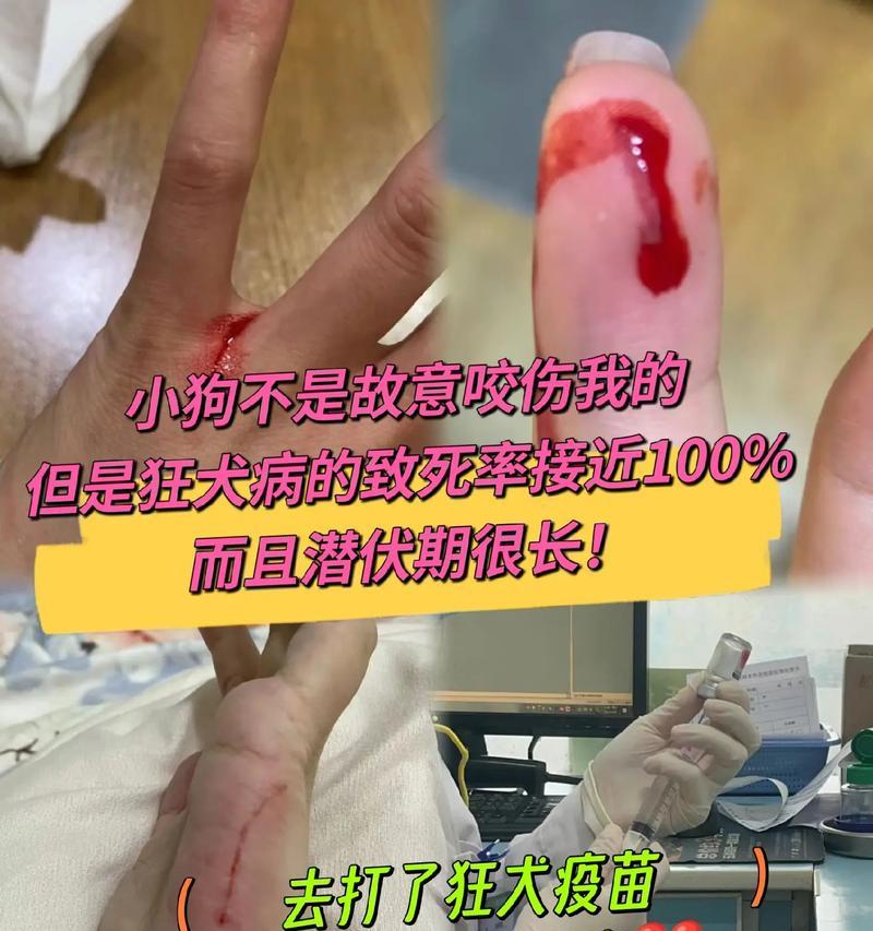 狗狗被咬伤后的康复时间（探讨狗狗被咬伤后的伤口愈合时间及影响因素）