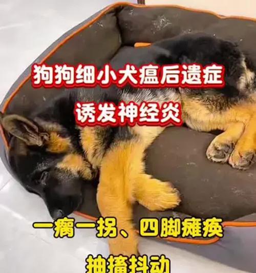 小狗犬瘟的临床表现及预防措施（了解小狗犬瘟病的早期症状，共同呵护毛孩的健康）