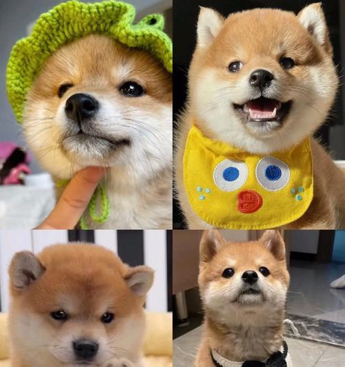 成都柴犬价格及高颜值选购指南（了解成都柴犬价格，选择高颜值的柴犬，从这里开始！）
