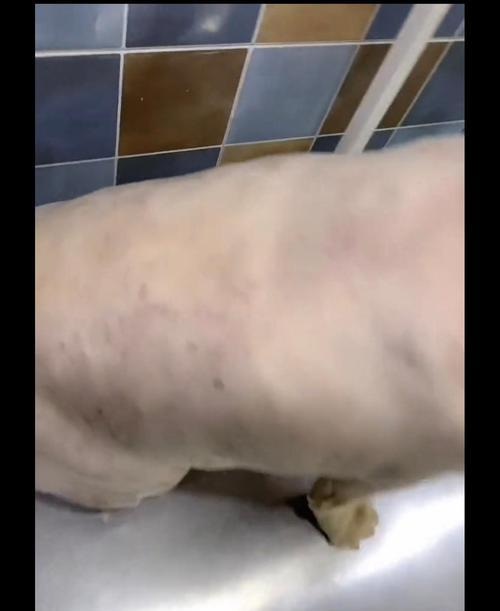金毛幼犬的洗澡频率与注意事项（如何正确给金毛幼犬洗澡，避免皮肤问题）