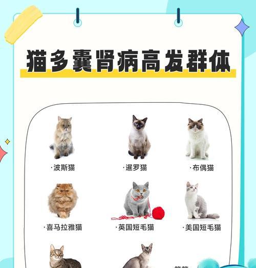 猫肾病初期能活多久？——揭秘关键因素决定寿命（探究猫肾病初期的治疗及饮食对寿命的影响）