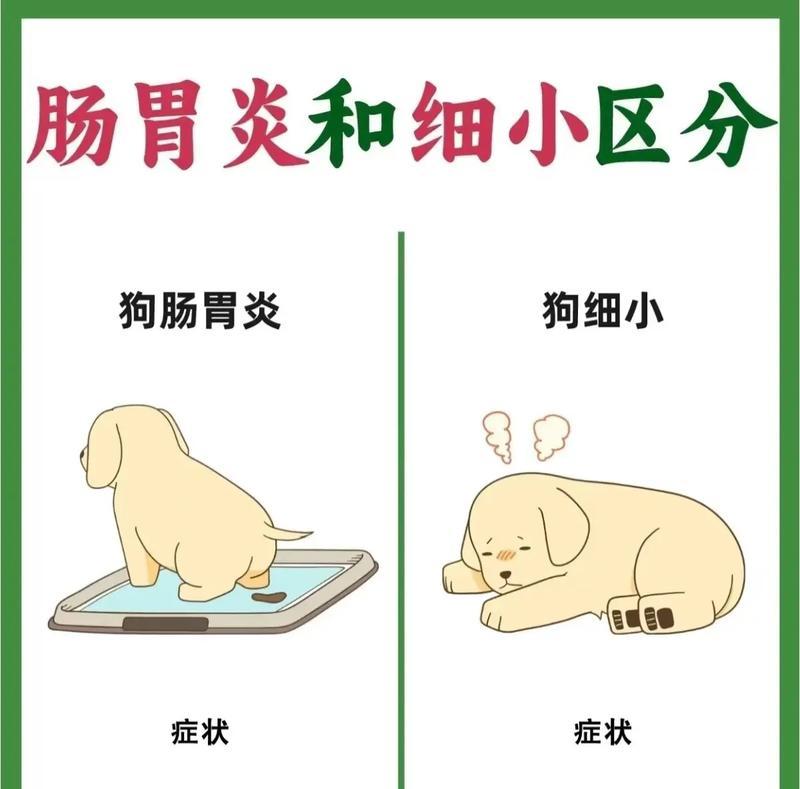 狗狗肠炎（揭秘狗狗肠炎的康复过程及治疗时间）