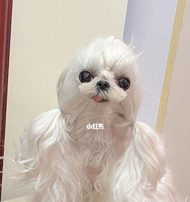 马尔济斯的长毛之美（探秘马尔济斯长毛的成长周期及护理技巧）