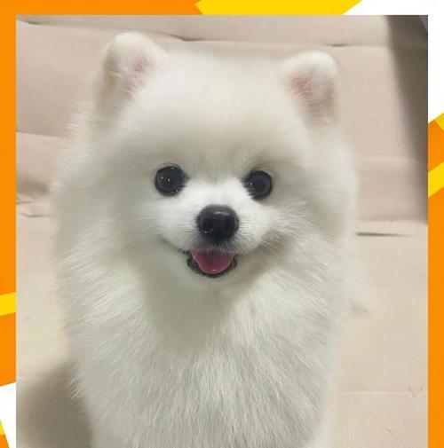揭秘养博美六大误区（了解博美喂养中的常见误区，让你的宠物健康快乐）