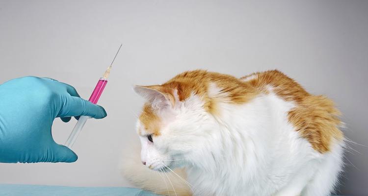 猫咪为什么必须打疫苗？（打疫苗，保护你的爱宠安全健康）