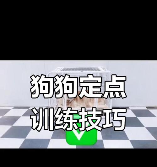 如何训练狗狗定点大小便（解决狗狗乱拉乱尿的困扰，让生活更加整洁）