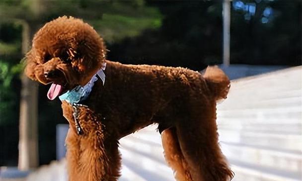 贵宾犬的价格是由什么决定的？（了解贵宾犬身价的关键因素）