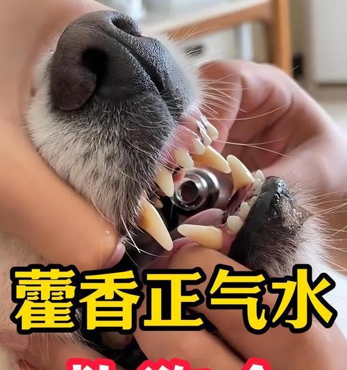 狗狗呕吐能喝藿香正气液吗？（了解藿香正气液的使用方法及注意事项）