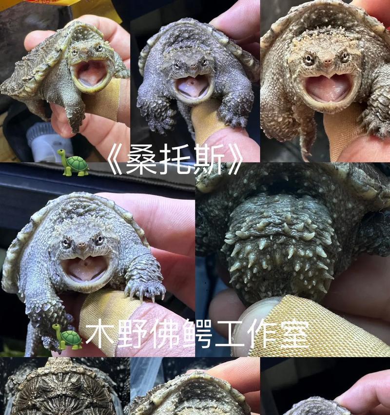 大鳄龟的进食习惯及不食时间（揭秘大鳄龟为何长时间不进食）