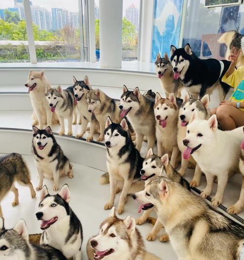 哈士奇的月经周期及注意事项（了解哈士奇的生理周期，更好地照顾它们）