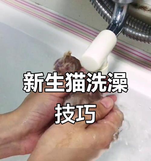 猫咪生小猫后多久能洗澡？（宝宝猫的洗澡时机及注意事项）