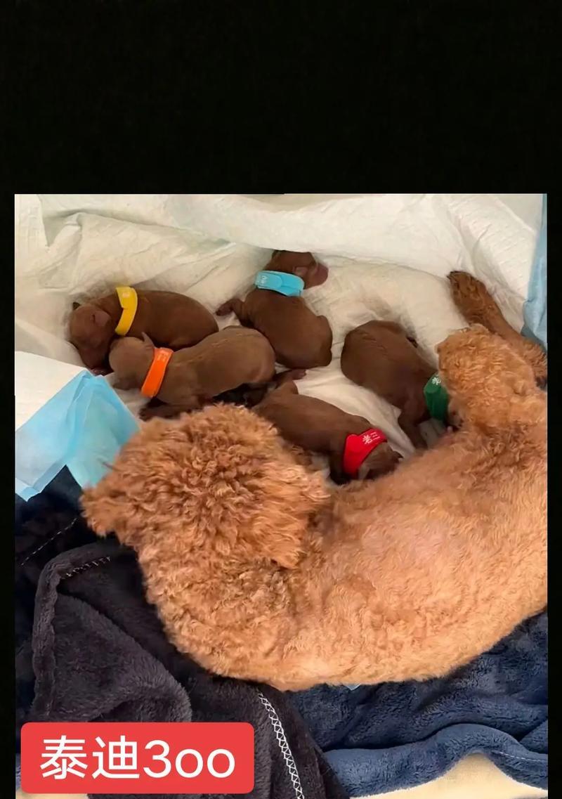 幼犬养护（刚出生的小狗狗需要细心呵护）