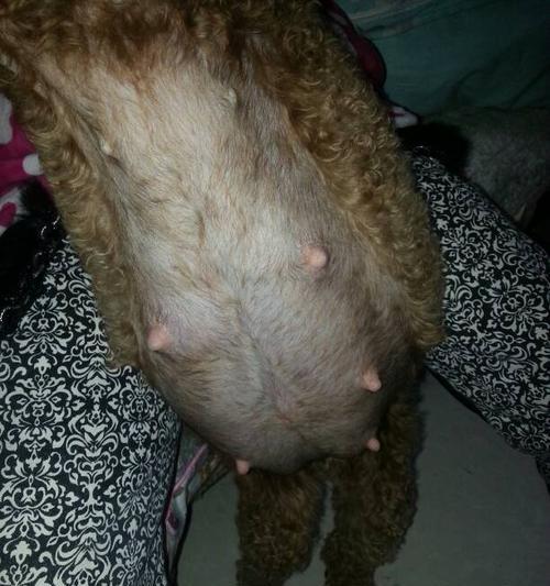 母犬怀孕多久进行X光检查？（了解适当的孕期进行X光检查的重要性）