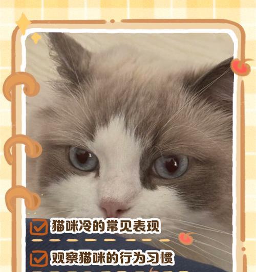 如何判断猫咪是否发烧？（发烧的猫咪该如何应对？）