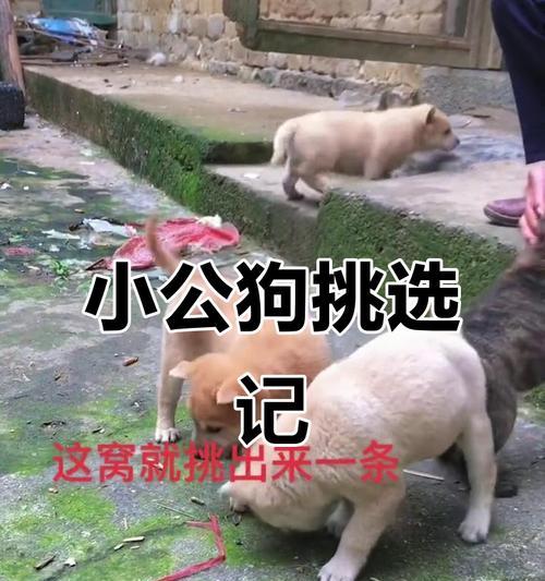 母狗产后出门溜的时间表（了解恢复期，合理安排母狗的活动）