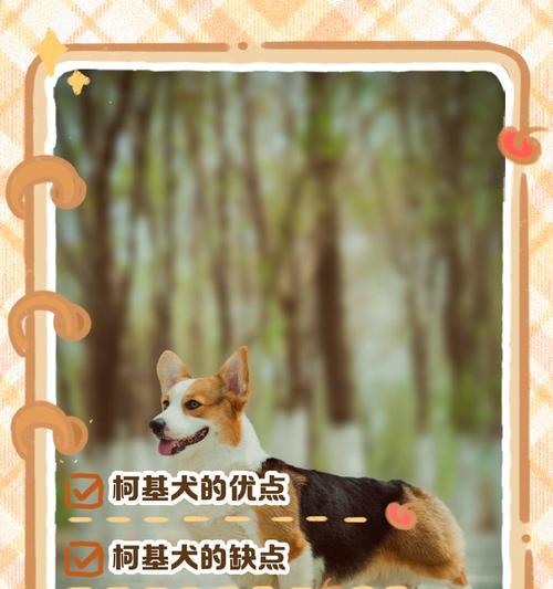 夏日养柯基狗狗的必备知识（如何为柯基狗狗创造一个舒适的夏季生活环境）