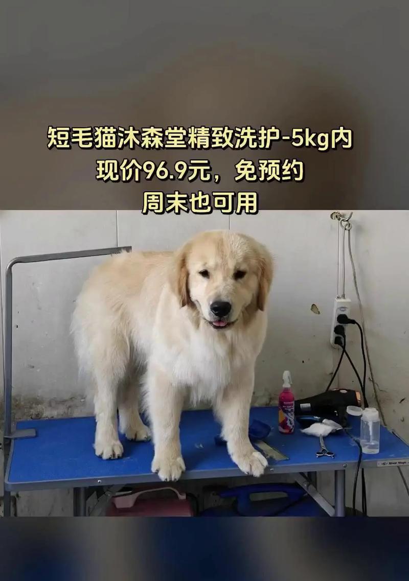 购买猫的注意事项（选择理想的宠物伴侣，你需要知道什么？）