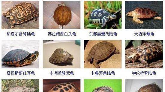 中华草龟——繁衍多样的珍贵物种（探索中华草龟的品种特点及保护之道）
