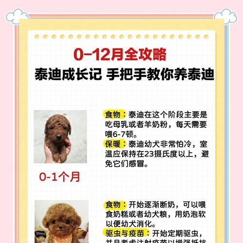 泰迪犬产奶时间及关键因素（探究泰迪犬哺乳过程及养育要点）