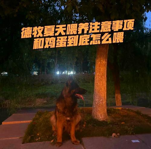 狗狗饮食注意事项（为您的爱犬提供合理饮食的关键要点）