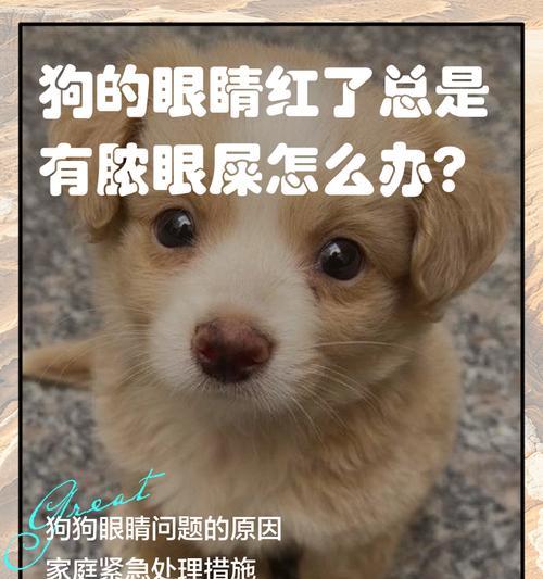 犬传染性肝炎（了解犬传染性肝炎，保护宠物健康）
