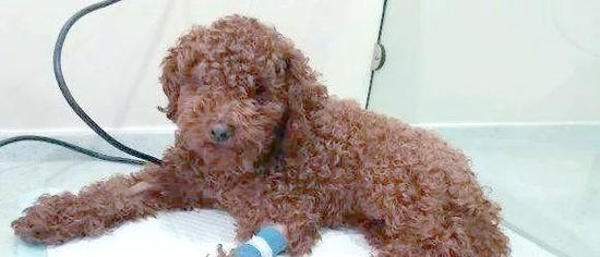 狗狗贫血的症状及预防方法（了解狗狗贫血，守护宠物健康）