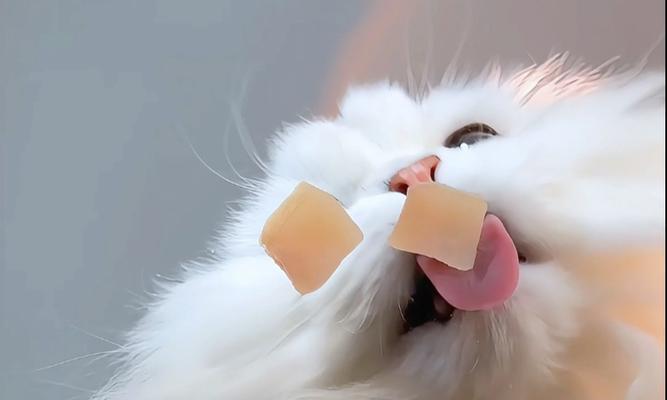 小猫多久吃肉合适？（为什么小猫需要肉？）