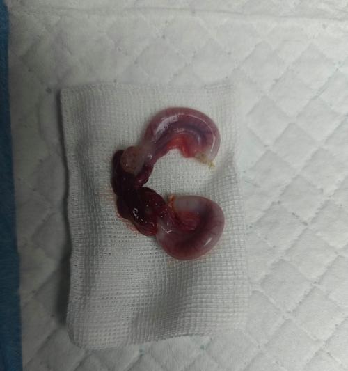 母猫绝育费用及相关事项解析（绝育手术的成本和必要性探究，为您带来全面了解）