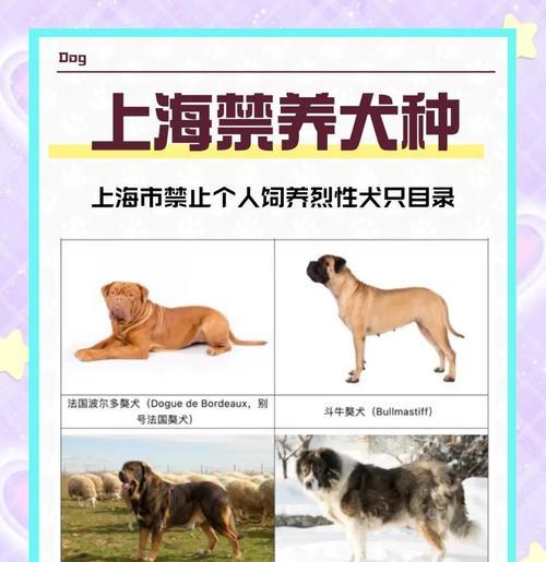 南宁禁养犬种解读——了解禁养犬种，保障城市和谐与安全（南宁市禁止养犬的具体犬种及相关政策解析）