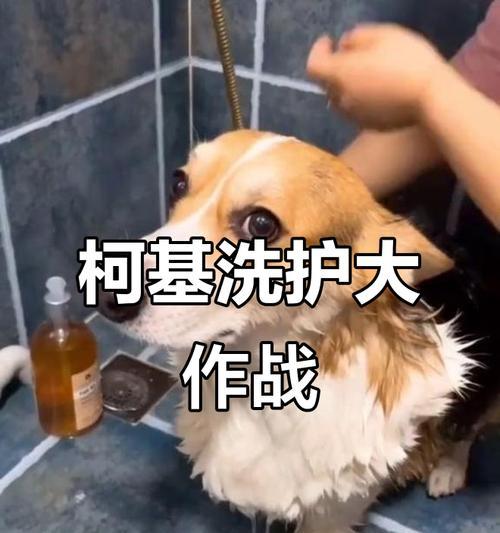 柯基冬季洗澡频次的选择（为什么柯基在冬天需要少洗澡）