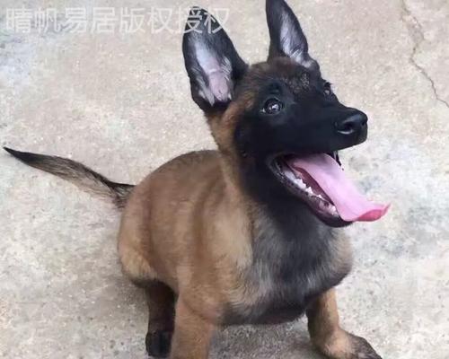 如何科学喂养比利时牧羊犬（养护小贴士让你的比利时牧羊犬健康成长）