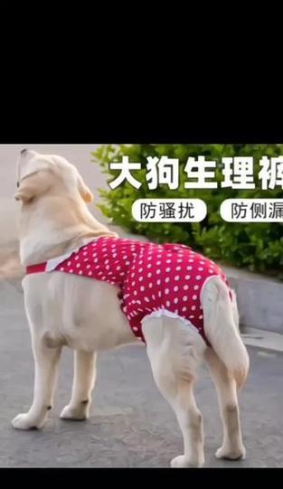 狗狗生理裤的使用频率及注意事项（狗狗生理裤换新的最佳时间和常见问题解答）
